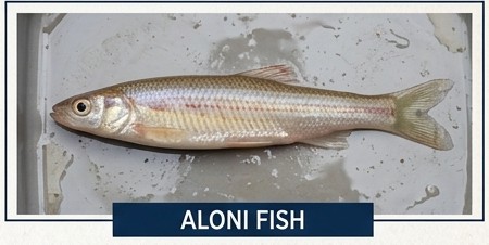 Aloni