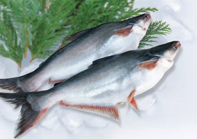 Basa