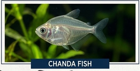 Chanda