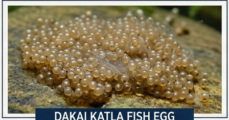 Dakai Katla Egg