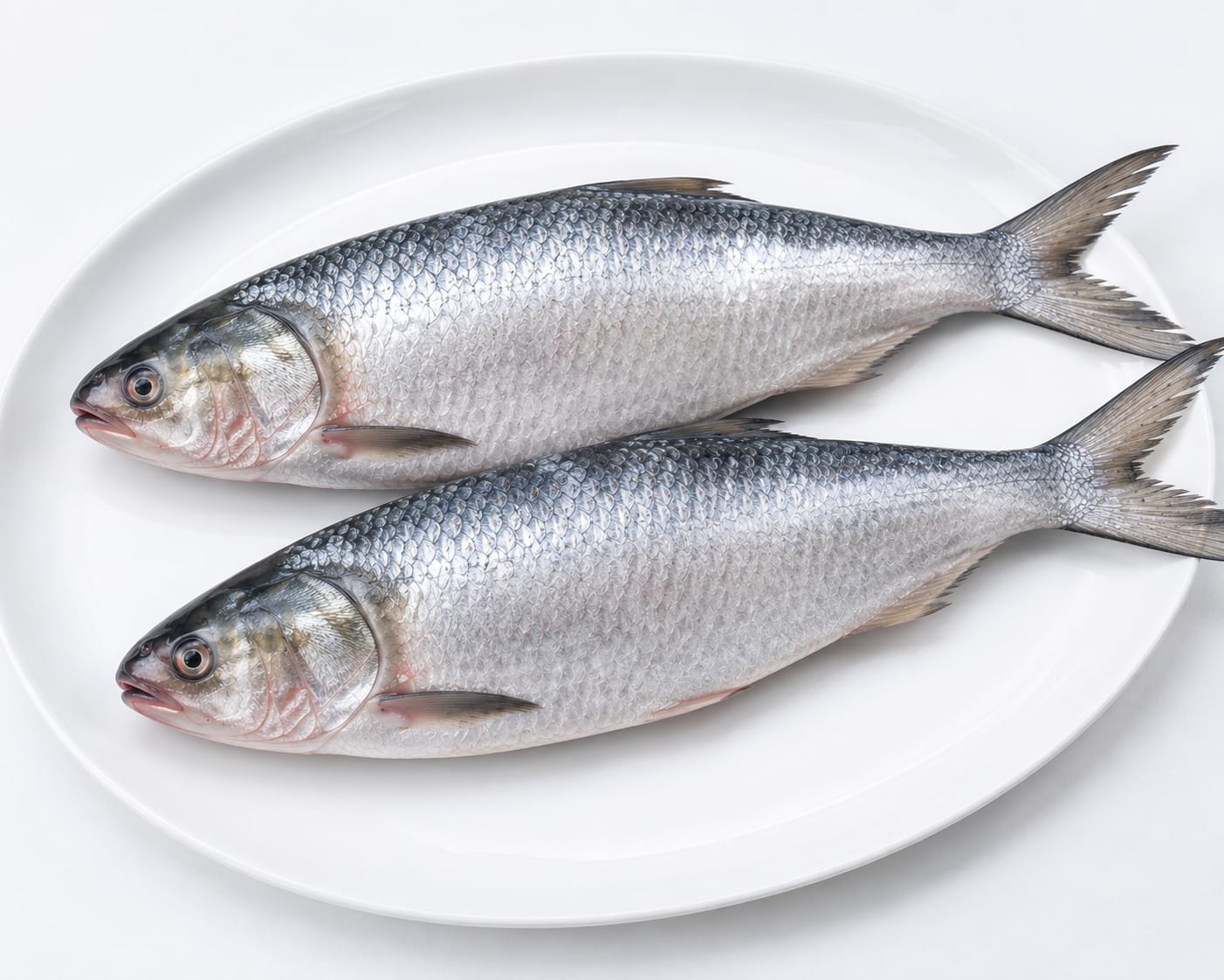 Kacha Hilsa (1.1kg)