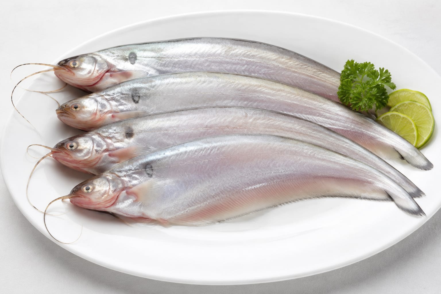 Pabda (Big)